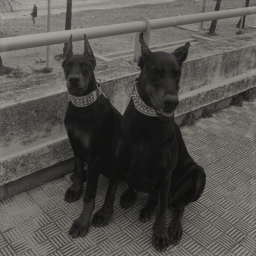 dobermans ♡