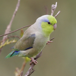 The bird fans club