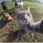 The Official Cat Gang