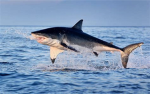 shark gang 3