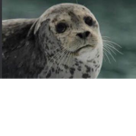 Seal_topia