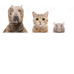Cats and rats and dogs United group