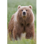 Bear Squad For Life