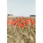 It’sThePoppys