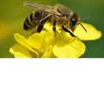 bzzzzz