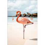 why are flamingos pink?
