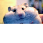 The Council of Hamsters
