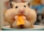 The Hamster Squad! :)