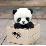 |Panda Pine’s|