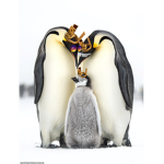 Penguin family club