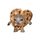 쿠키즈