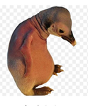Duck Ducky Duck
