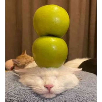 tata goes to bed: eternal