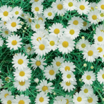 lovvely fllowers