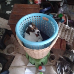 MILO TH