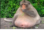 The_monkey.