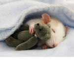 Lil Rats United
