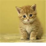 the little kitten cat group
