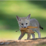 Fox-versity
