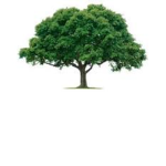 the council of tree