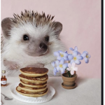 Hedgehog Club!