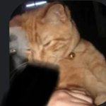the chad cats