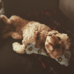 THE [OFICIAL] DOG FAN GROUP
