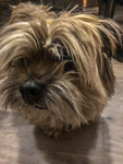 Doggy game productions