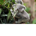 Chocolate koalas