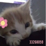 yukio '