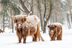 COWS UNITED!!!!!!!!!!!!! WE ARE THE BEST