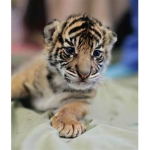 baby tiger club