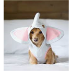Team DogYT
