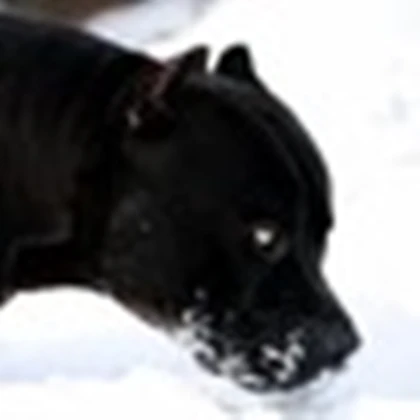 Swag Pups Roblox group icon