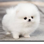 Chim Chim's Doggy Clan :D