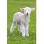 Lamb army