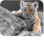 totaly tiger