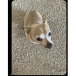 Yoda my dog
