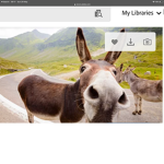Silly donkeys lol