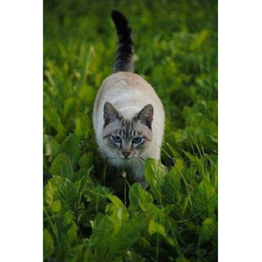 Warrior Cats: The Canon Roleplay *400 visits!!!*