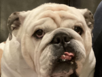 Sophia's Bulldog