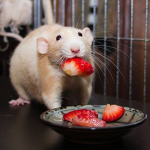 amayas rats