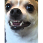 TheEvilestMemebers >:(