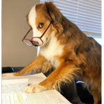 SMART DOGGY SQUAD!