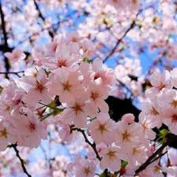 🌸 Sakura Fields | RP