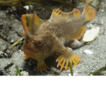 Râre Fish