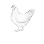The Alliance of the Chicken