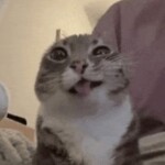 The Presentation Experience