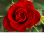 Rose Cheer Company