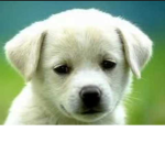 Puppyyyyyyyyyyyyyyyyyyyyyyyyyyyyyyyyyy!!